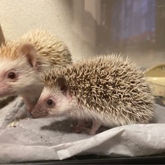 ハリネズミメス　白　黒 - その他