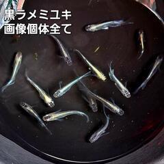 黒ラメミユキリアルロングフィン。画像個体全て。メダカメダカ。