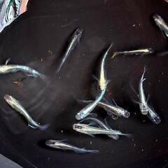 黒ラメミユキリアルロングフィン。画像個体全て。メダカメダカ。の画像