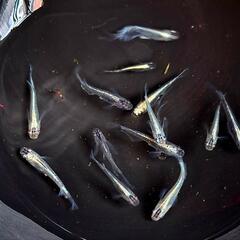 黒ラメミユキリアルロングフィン。画像個体全て。メダカメダカ。の画像