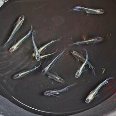 黒ラメミユキリアルロングフィン。画像個体全て。メダカメダカ。の画像