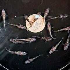 白ブチサファイア。画像個体全て。メダカ、めだか。の画像