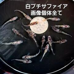 白ブチサファイア。画像個体全て。メダカ、めだか。の画像