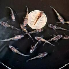 白ブチサファイア。画像個体全て。メダカ、めだか。の画像