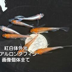 紅白体外光リアルロングフィン。画像個体全て。メダカ、めだか。