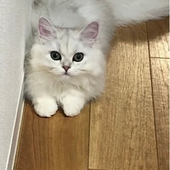 モデル級のペルシャです