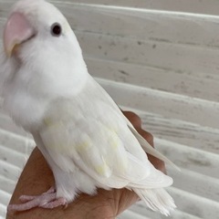 コザクラインコ