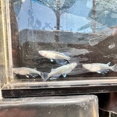 各種改良メダカ 販売の画像