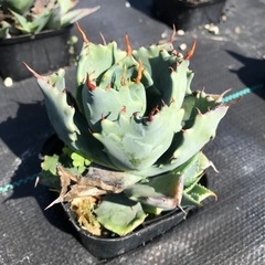 多肉植物 アガベ 雷帝