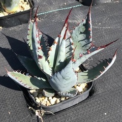 多肉植物 アガベ 屈原の舞扇