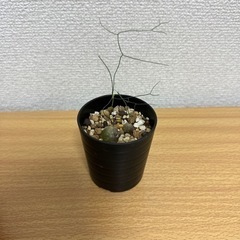 シゾバジスイントリカータ【お話中】
