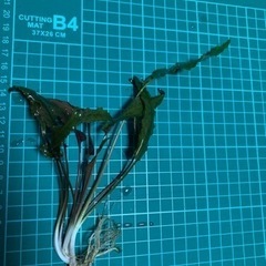 クリプトコリネ　ウェンティーブラウン　1株の画像