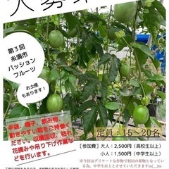 パッションフルーツ⭐︎農業体験の画像