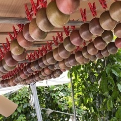 パッションフルーツ⭐︎農業体験の画像