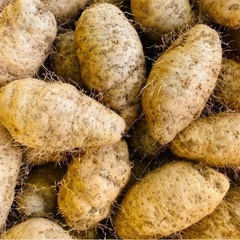 クーガ芋収穫体験の画像