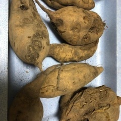 無農薬　さつまいも　種芋に最適　04091
