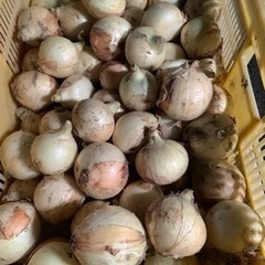 たまねぎ②