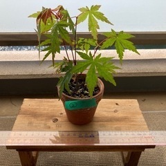 ミニ　②盆栽　もみじ　紅葉