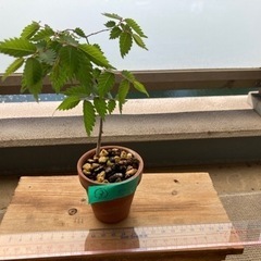 ミニ　③盆栽　欅　けやき