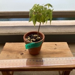 ミニ　⑥盆栽　もみじ　紅葉
