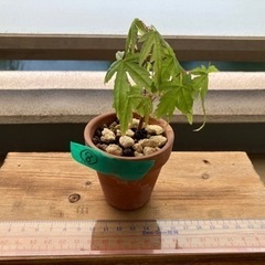 ミニ　⑧盆栽　もみじ　紅葉