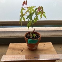 ミニ　⑩盆栽　もみじ　紅葉