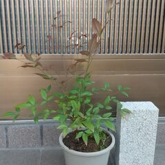 【お値引しました！】ナンテン（南天）の苗　鉢ごとお渡しします！②