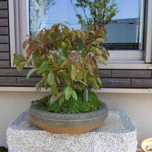 楠の林