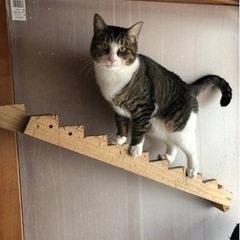 白ソックスを履いた可愛い猫ちゃん♡