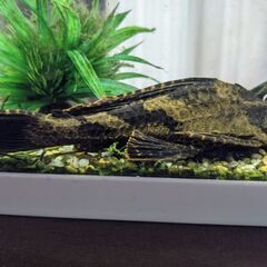 タイガープレコ　20cm    GEX水槽付