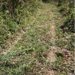 イチョウ林 − 宮崎県