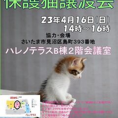 ４/１６（日）ハレノテラス保護猫譲渡会