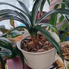 【値下】クンシラン