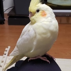 4/7オカメインコが逃げてしまいました！