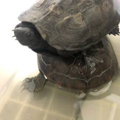 実家の亀