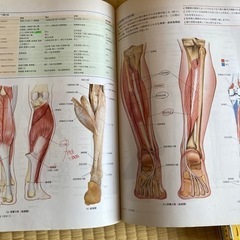 カラー人体解剖学の画像