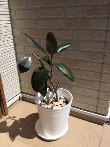 ゴムの木