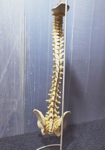 セール中につき、通常特価7,678円より20%引きの6,142円!　頸椎 骨盤 模型 スタンド付き 無可動 医療 マッサージ 整体