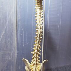 頸椎 骨盤 模型 スタンド付き 無可動 医療 マッサージ 整体の画像