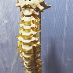 頸椎 骨盤 模型 スタンド付き 無可動 医療 マッサージ 整体の画像