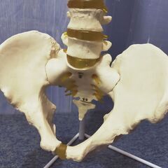 頸椎 骨盤 模型 スタンド付き 無可動 医療 マッサージ 整体の画像