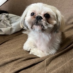 【受付終了致しました】シーズー　男の子　3歳