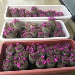 今年もサボテン（２種。月影丸とエキノプシスの亜種）差し上げます。の画像