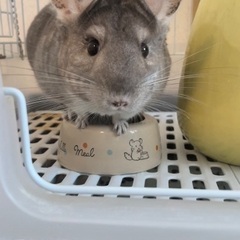 お家か決まりました☆チンチラちゃん4歳✱メス