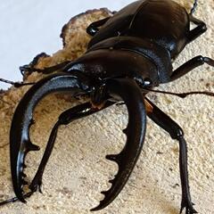 国産ノコギリクワガタ大型成虫