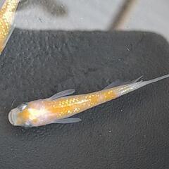 王華(紅白ラメ) メダカ 若魚 3匹♂1♀2の画像