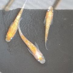王華(紅白ラメ) メダカ 若魚 3匹♂1♀2の画像