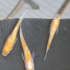 王華(紅白ラメ) メダカ 若魚 3匹♂1♀2