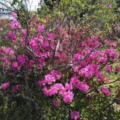 庭木、ツツジ蘇鉄差し上げます。