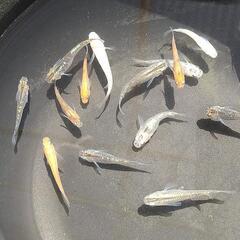 MIXメダカ 幼魚~成魚16匹